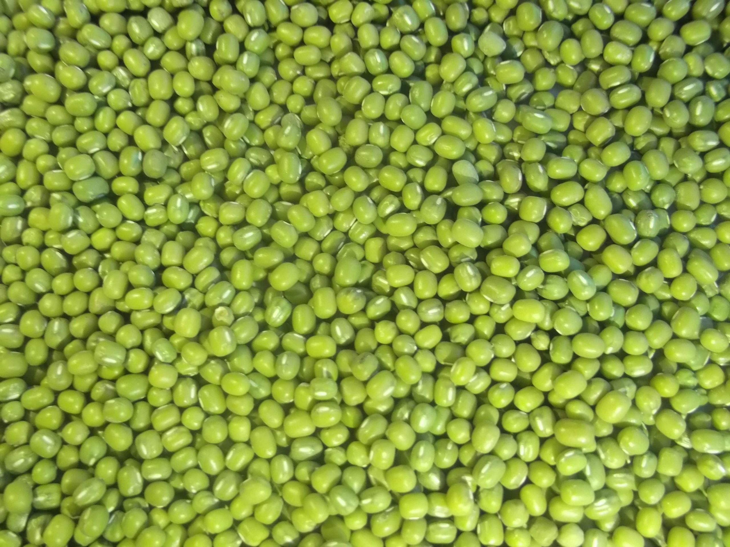 Green-Mung-2-2-scaled